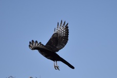 Micronisus gabar gabar