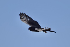 Micronisus gabar gabar