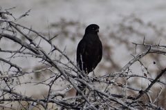 Micronisus gabar gabar