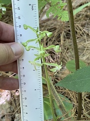 Platanthera orbiculata