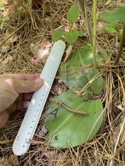 Platanthera orbiculata