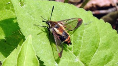 Hemaris aethra