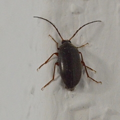 Hymenalia rufipes