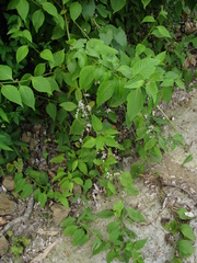 Deeringia polysperma