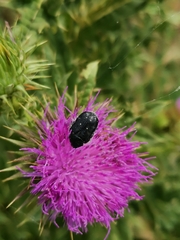 Oxythyrea funesta