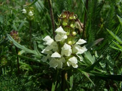Prunella laciniata