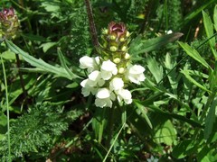 Prunella laciniata