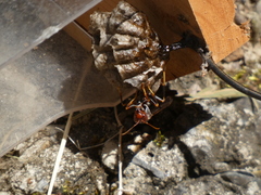 Polistes parametricus