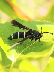 Paranthrene tabaniformis