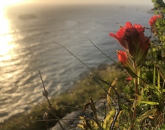 Castilleja litoralis