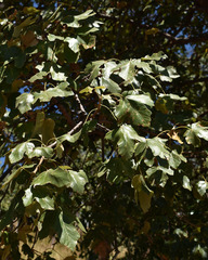 Brachychiton chillagoensis