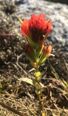 Castilleja litoralis