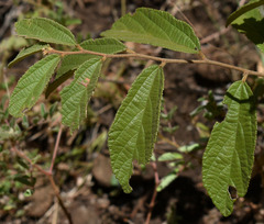 Grewia savannicola