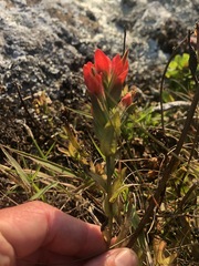 Castilleja litoralis