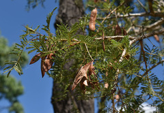 Vachellia bidwillii