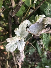 Podosphaera physocarpi