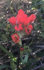 Castilleja litoralis