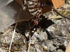 Polistes parametricus