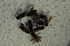 Apis dorsata breviligula