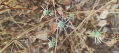 Eryngium tenue