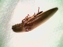 Orthostethus pectinicornis