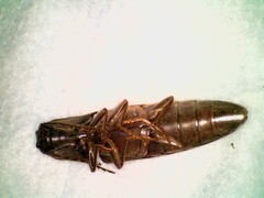 Orthostethus pectinicornis