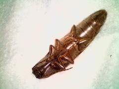 Orthostethus pectinicornis