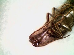 Orthostethus pectinicornis