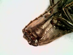 Orthostethus pectinicornis