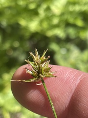 Carex hoodii