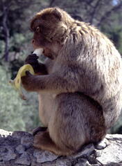 Macaca sylvanus