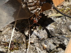 Polistes parametricus