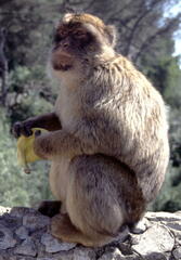 Macaca sylvanus