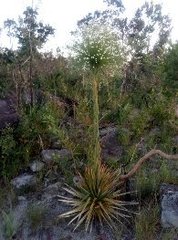 Paepalanthus