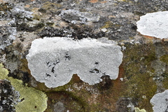 Pertusaria corallina