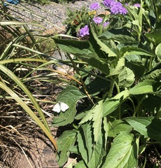 Pieris rapae