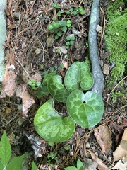 Hexastylis virginica