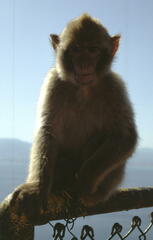 Macaca sylvanus