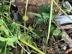 Medicago arabica