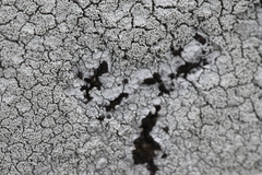 Pertusaria corallina