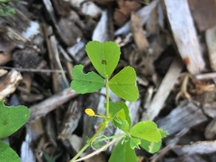 Medicago arabica