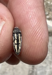 Acmaeodera pubiventris lanata