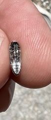 Acmaeodera pubiventris lanata