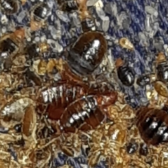 Cimex lectularius