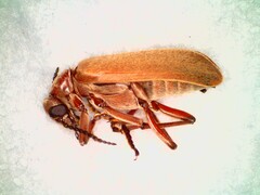 Epicauta ochrea