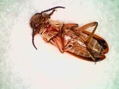 Epicauta ochrea