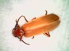 Epicauta ochrea