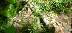 Equisetum pratense image