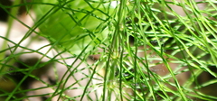 Equisetum pratense image