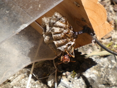 Polistes parametricus
